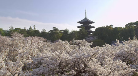 ［CASE 02］総本山 仁和寺 / Movie Promotion